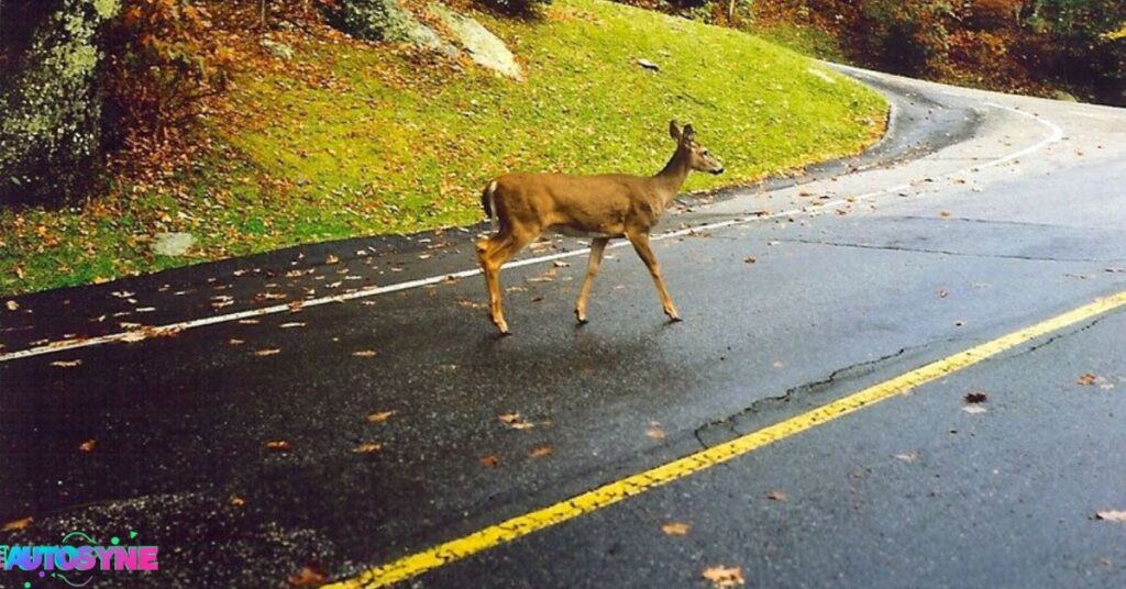 Tips for Drivers to Avoid Deer Collisions