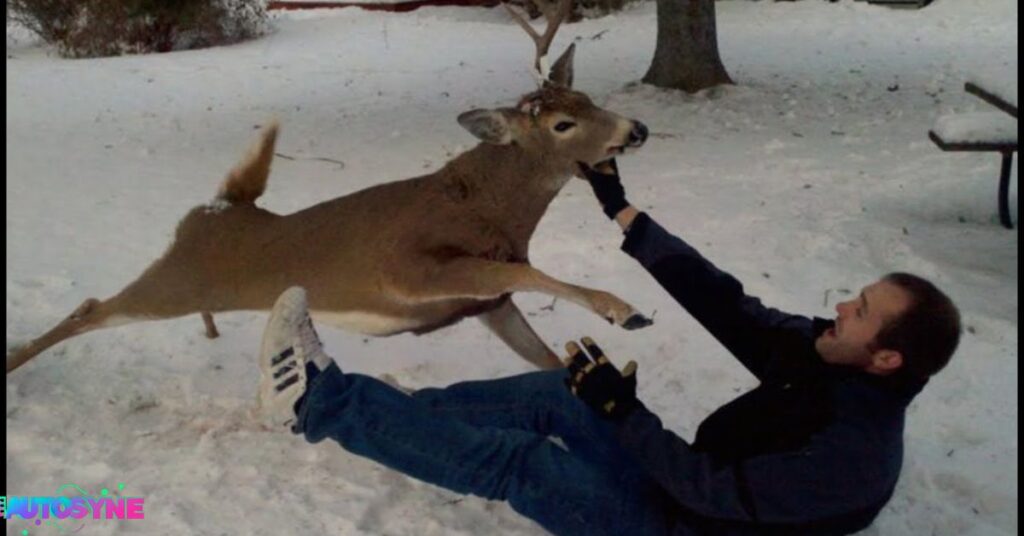 What If A Deer Attacks You