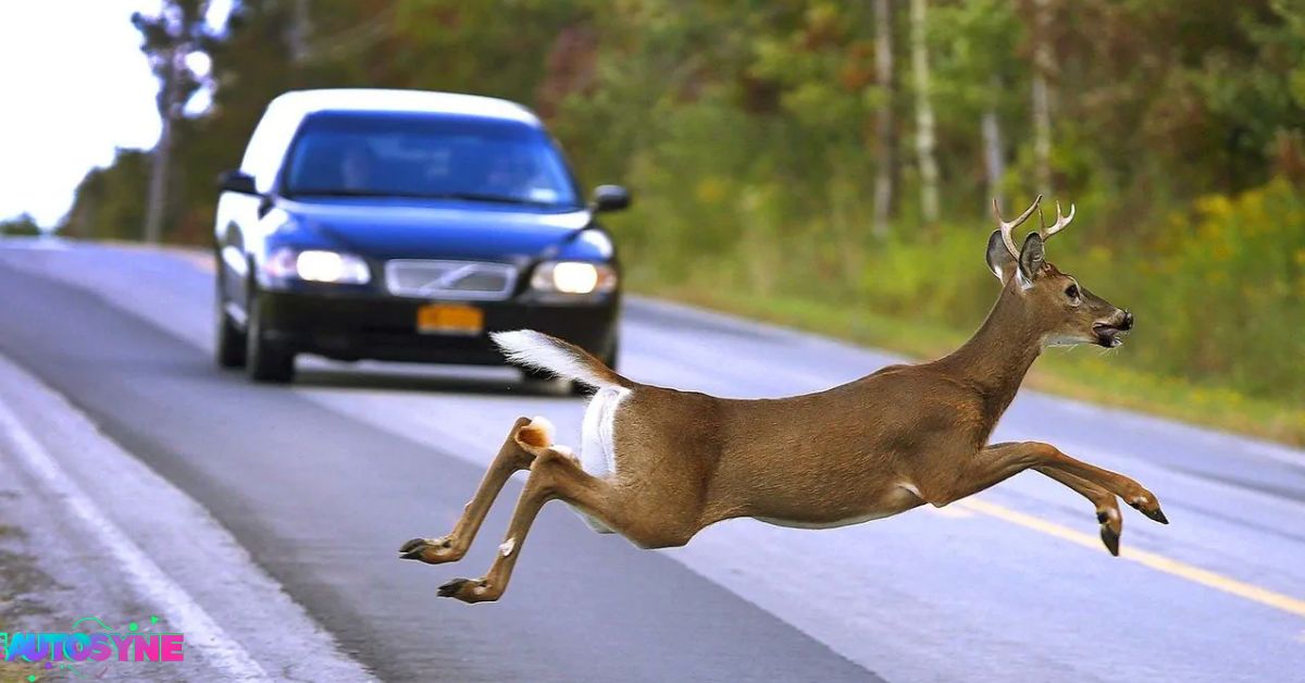 Why Do Deer Jump In Front Of Cars