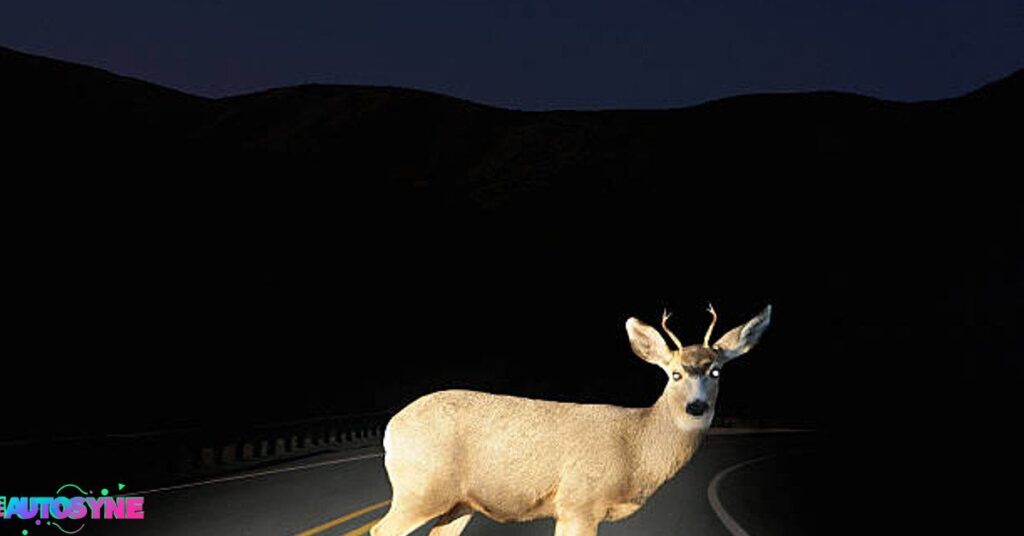 Why Do Deer Stare At Headlights